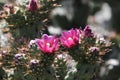 Desert Wildflower Series - Pink Cactus Series - Opuntia basilaris Royalty Free Stock Photo