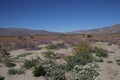 Desert Wildflower Series - white Desert Morning Glory at Anza Borrego