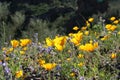 Desert wildflowers Royalty Free Stock Photo