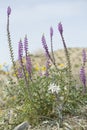 cluster of purple desert lupines with white lily and yellow sunflowers Royalty Free Stock Photo