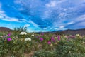 Desert Wildflowers Royalty Free Stock Photo