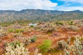 Desert wildflowers and cactus in bloom in Anza Borrego Desert. C Royalty Free Stock Photo