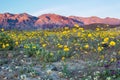 Desert Wildflowers Royalty Free Stock Photo