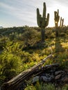 Desert Wildflowers and Saguaro Cacti in Arizona at Sunset Royalty Free Stock Photo