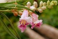 Desert Willow Blossom