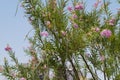 Desert willow Chilopsis linearis in bloom Royalty Free Stock Photo