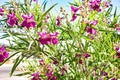 Desert Willow in full bloom. Royalty Free Stock Photo