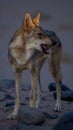 Desert wolf nature lone wolf The wolf on the rockÃ¯Â¿Â¼lone wolf Royalty Free Stock Photo