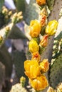 Desert yellow cactus in bloom