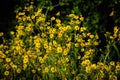 Desert Yellow Fleabane Flowers In Black Canyon National Park