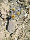 Desert Yellow flowers