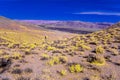 Desert with yellow plants under a bright blue sky