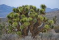 Desert Yucca In Bloom