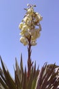 Desert Yucca Flower in Full Bloom With Sky Background