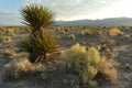 Desert Yucca plant under white and gray clouds blue sky over Mojave Desert landscape town of Pahrump, Nevada, USA