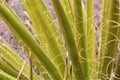 Desert Yucca Plant