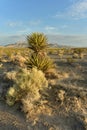 Desert yucca plant, sunrise, blue cloudy sky over Mojave Desert landscape town of Pahrump, Nevada, USA