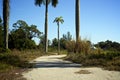 Deserted abandoned road with palm trees