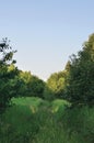 Deserted Abandoned Verdant Rural Woods Country Road Trail Perspective, Vehicle Tracks in Overgrown Wild Grass And Trees, Village