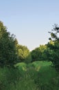 Deserted Abandoned Verdant Rural Woods Country Road Trail Perspective, Vehicle Tracks in Overgrown Wild Grass And Trees, Village