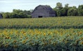 Abandoned Manitoba Barn beyond sunflower field