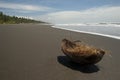 Deserted beach and coconut with palm tree and waves in the background