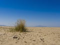 Deserted beach getaway, escape - sandy with driftwood, islands Royalty Free Stock Photo