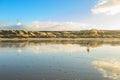 Deserted coastal landscape with lonely brown yeloow belgian shepherd dog