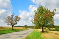 Deserted countryside road with cherry trees Royalty Free Stock Photo