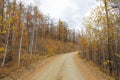 A deserted dirt road is flanked by golden birch trees Royalty Free Stock Photo