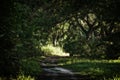 Deserted dirt road in subtropical jungle