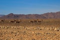 Deserted dry orange landscape of Namibia and antelope running Royalty Free Stock Photo