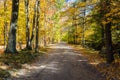 Deserted Forest Road in Fall Royalty Free Stock Photo