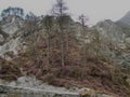 A deserted gray rocky landscape covered with spruce and spruce spruce and pine trees that have been damaged. A region like moon Royalty Free Stock Photo
