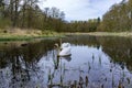 A deserted pond in the woods. Swans in early spring. Swans in winter on the lake Royalty Free Stock Photo