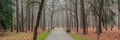 A deserted quiet foggy autumn morning in a public city park. Panoramic view with bare trees, fallen leaves and benches Royalty Free Stock Photo