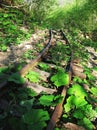 Deserted railway Royalty Free Stock Photo