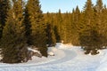 Deserted snowy forest path at sunset Royalty Free Stock Photo