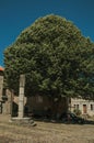 Deserted square with pillory and leafy tree