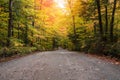 Empty back road through a forest at the peak of autumn colours Royalty Free Stock Photo