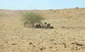 desertic desert landscape in the middle east with people and animals under the shade of the tree Royalty Free Stock Photo