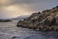 Desertic rock island with ground layers and sea birds like seagulls and cormorants in Ushuaia, Tierra del Fuego, Argentina