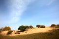 Desertification grassland