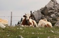 Deserved relax on the top of Hochkar mountain in the Austrian Alps near Salzburg. In summer, the Pinzgauer cattle graze in ski