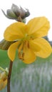 deshi yellow flower Royalty Free Stock Photo