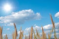 Desho Grass Fields with beautiful blue sky with white clouds and sun Royalty Free Stock Photo