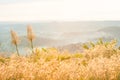 Desho Grass in the mist under sun shining on the mountain top