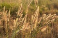 Desho grass, Pennisetum pedicellatum and sunlight from sunset Royalty Free Stock Photo
