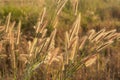 Desho grass, Pennisetum pedicellatum and sunlight from sunset