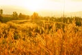 Desho grass Pennisetum pedicellatum at sunset time. Beautiful gr Royalty Free Stock Photo